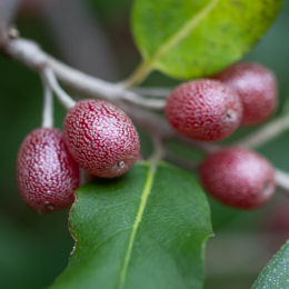 Eleagnus à fruits de goumi rouges / Elaeagnus umbellata Pointilla rubra